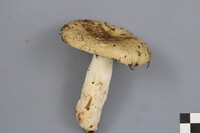 Russula aeruginea image